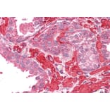 Immunohistochemistry - Anti-TPM4 Antibody (A82938) - Antibodies.com