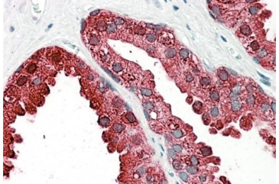 Immunohistochemistry - Anti-PAP Antibody (A82939) - Antibodies.com