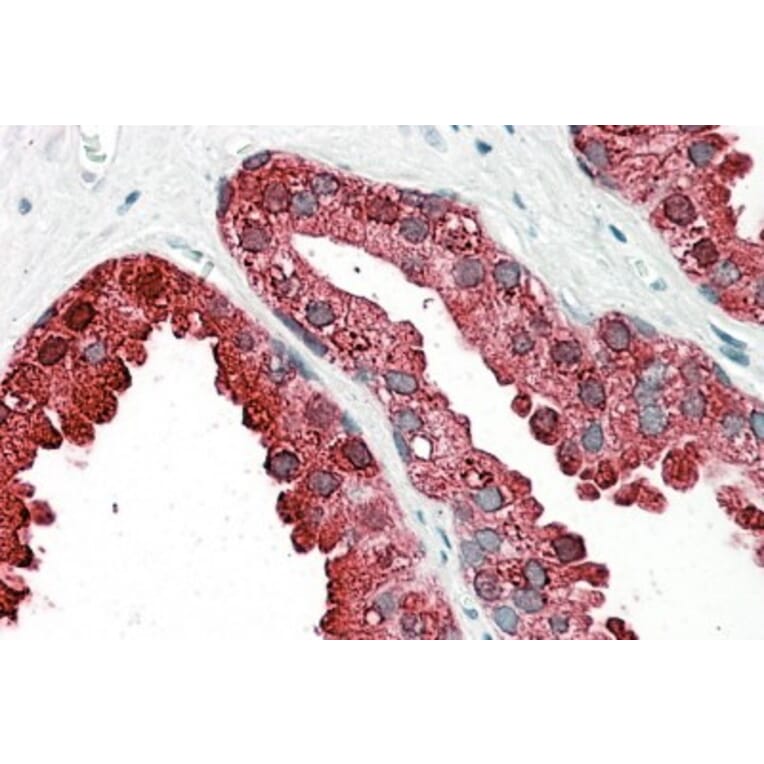 Immunohistochemistry - Anti-PAP Antibody (A82939) - Antibodies.com
