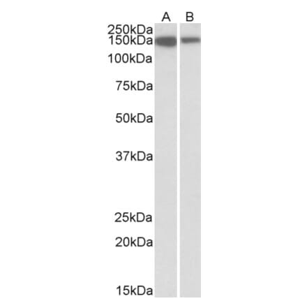 Western Blot - Anti-ARHGEF14 Antibody (A82947) - Antibodies.com