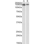 Western Blot - Anti-ARHGEF14 Antibody (A82947) - Antibodies.com
