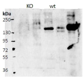 Western Blot - Anti-BIG-2 Antibody (A82948) - Antibodies.com