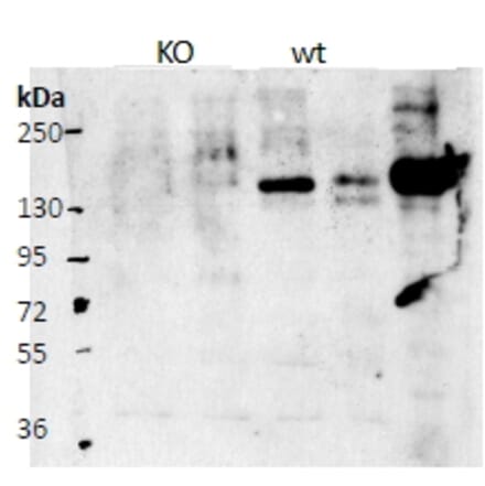 Western Blot - Anti-BIG-2 Antibody (A82948) - Antibodies.com