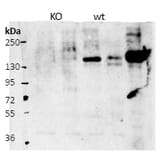 Western Blot - Anti-BIG-2 Antibody (A82948) - Antibodies.com
