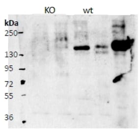 Western Blot - Anti-Cntn4 Antibody (A82948) - Antibodies.com
