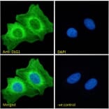 Immunofluorescence - Anti-SAP97 Antibody (A82950) - Antibodies.com