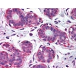 Immunohistochemistry - Anti-NET1 Antibody (A82954) - Antibodies.com