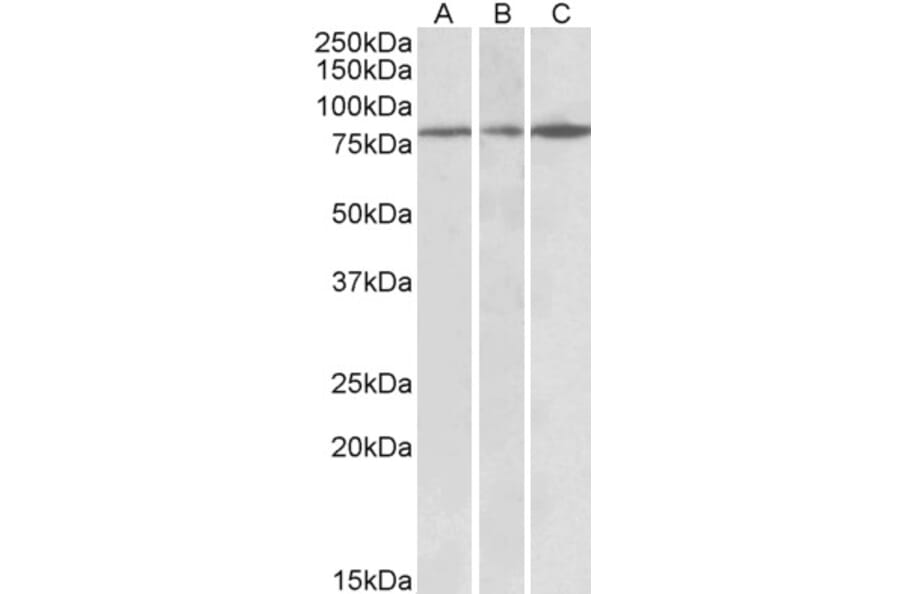 Western Blot - Anti-PAPD5 Antibody (A82957) - Antibodies.com