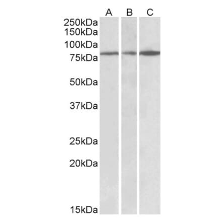 Western Blot - Anti-PAPD5 Antibody (A82957) - Antibodies.com