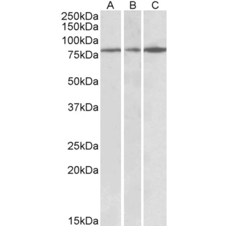 Western Blot - Anti-PAPD5 Antibody (A82957) - Antibodies.com