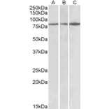 Western Blot - Anti-PAPD5 Antibody (A82957) - Antibodies.com