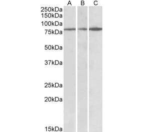 Western Blot - Anti-PAPD5 Antibody (A82957) - Antibodies.com