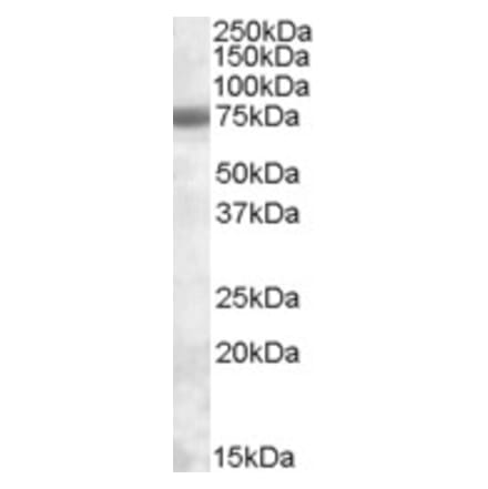 Western Blot - Anti-EXOSC9 Antibody (A82960) - Antibodies.com