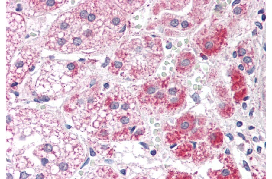 Immunohistochemistry - Anti-Aldehyde Dehydrogenase 10 Antibody (A82962) - Antibodies.com