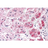 Immunohistochemistry - Anti-Aldehyde Dehydrogenase 10 Antibody (A82962) - Antibodies.com