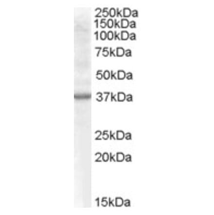 Western Blot - Anti-Renalase Antibody (A82963) - Antibodies.com