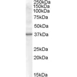 Western Blot - Anti-Renalase Antibody (A82963) - Antibodies.com