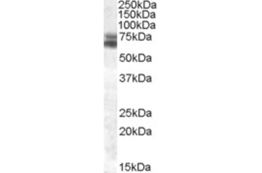 Western Blot - Anti-BMAL1 Antibody (A82964) - Antibodies.com