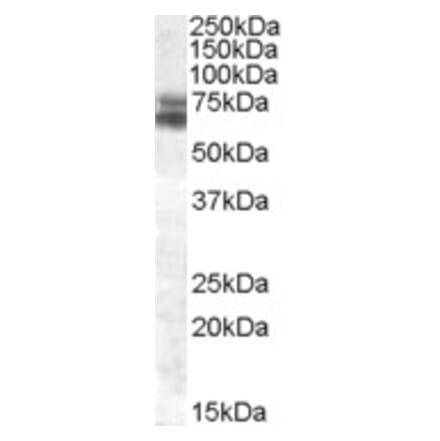 Western Blot - Anti-BMAL1 Antibody (A82964) - Antibodies.com