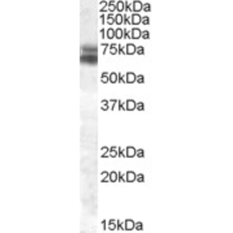 Western Blot - Anti-BMAL1 Antibody (A82964) - Antibodies.com