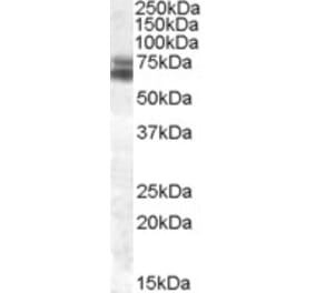 Western Blot - Anti-ARNTL Antibody (A82964) - Antibodies.com