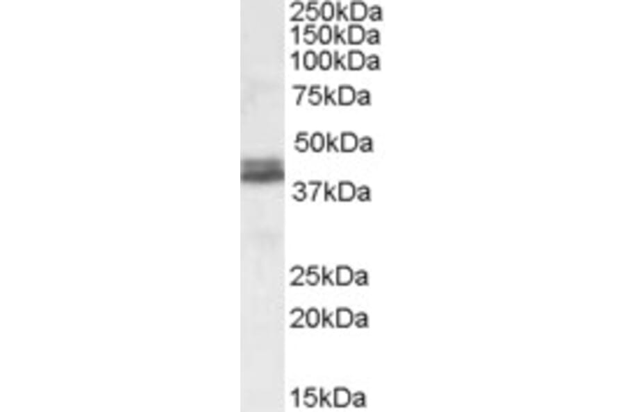 Western Blot - Anti-NDEL1 Antibody (A82965) - Antibodies.com