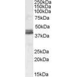 Western Blot - Anti-NDEL1 Antibody (A82965) - Antibodies.com