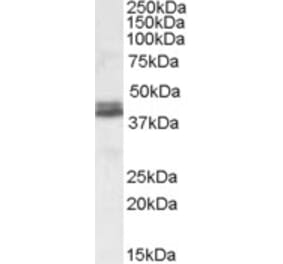 Western Blot - Anti-NDEL1 Antibody (A82965) - Antibodies.com