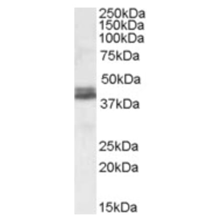 Western Blot - Anti-NDEL1 Antibody (A82965) - Antibodies.com
