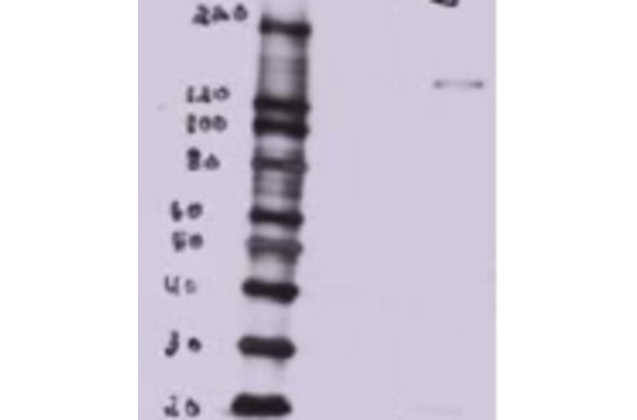 Western Blot - Anti-BTB/POZ Domain-Containing Protein 7 Antibody (A82968) - Antibodies.com