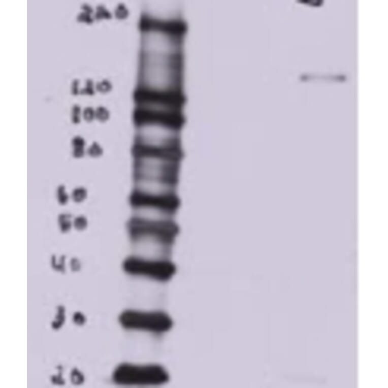 Western Blot - Anti-BTB/POZ Domain-Containing Protein 7 Antibody (A82968) - Antibodies.com