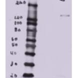 Western Blot - Anti-BTB/POZ Domain-Containing Protein 7 Antibody (A82968) - Antibodies.com