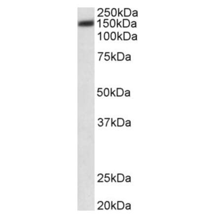 Western Blot - Anti-PMCA1 Antibody (A82970) - Antibodies.com