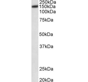 Western Blot - Anti-ATP2B1 Antibody (A82970) - Antibodies.com