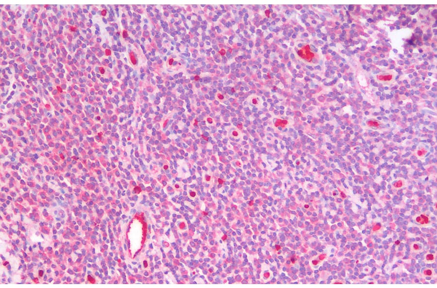 Immunohistochemistry - Anti-GSTM4 Antibody (A82971) - Antibodies.com
