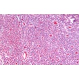 Immunohistochemistry - Anti-GSTM4 Antibody (A82971) - Antibodies.com