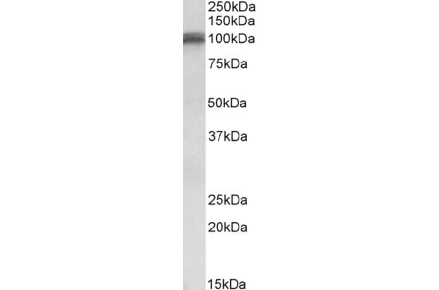 Western Blot - Anti-Glutamate Receptor 1 (AMPA Subtype) Antibody (A82973) - Antibodies.com