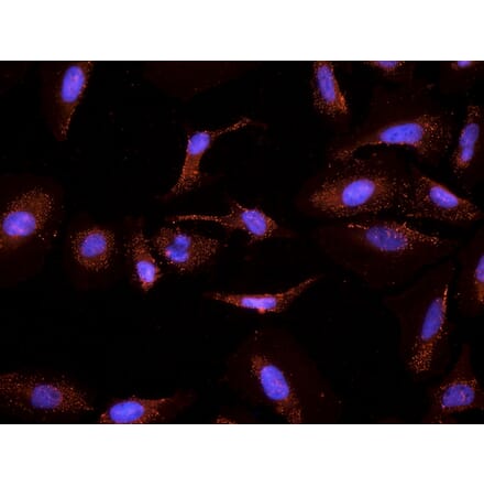 Immunocytochemistry - Anti-CYP26A1 Antibody (A82975) - Antibodies.com