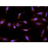 Immunocytochemistry - Anti-CYP26A1 Antibody (A82975) - Antibodies.com