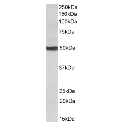 Western Blot - Anti-CYP24A1 Antibody (A82976) - Antibodies.com