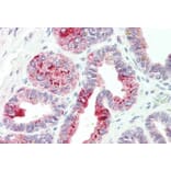Immunohistochemistry - Anti-NAT1 Antibody (A82979) - Antibodies.com
