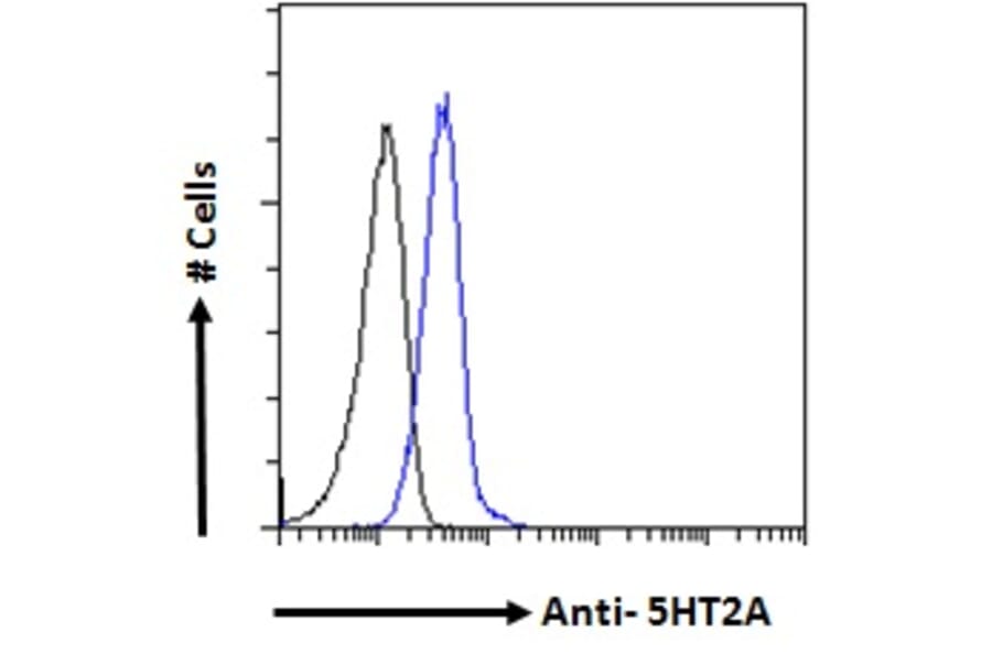 Flow Cytometry - Anti-5HT2A Receptor Antibody (A82980) - Antibodies.com