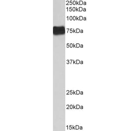 Western Blot - Anti-Fibrinogen alpha Chain Antibody (A82985) - Antibodies.com