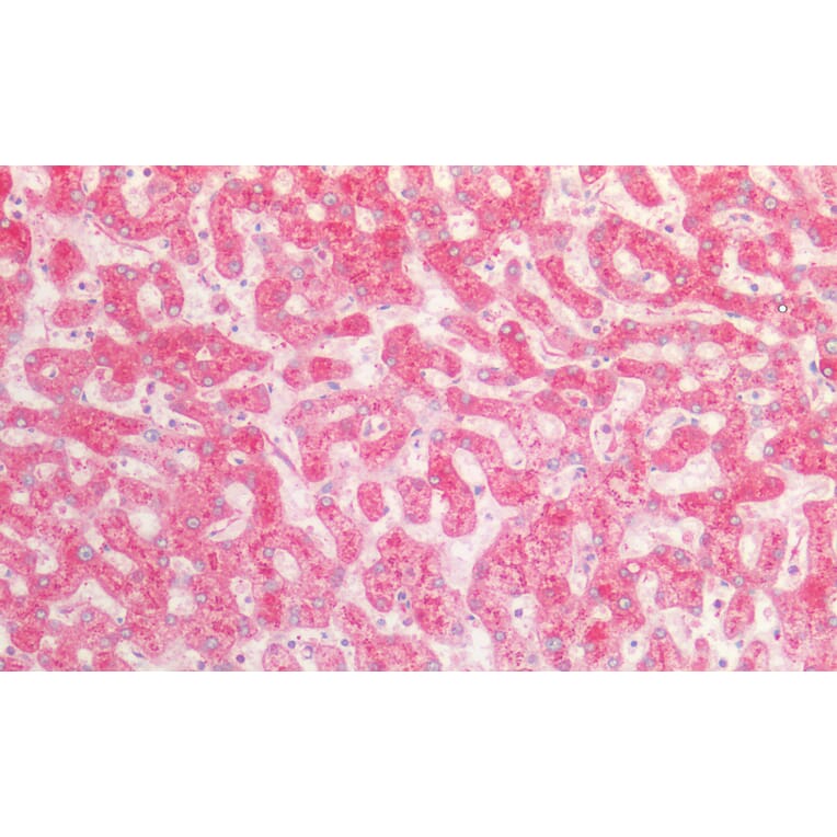 Immunohistochemistry - Anti-Fibrinogen alpha Chain Antibody (A82985) - Antibodies.com