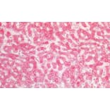 Immunohistochemistry - Anti-Fibrinogen alpha Chain Antibody (A82985) - Antibodies.com