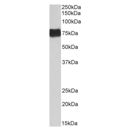 Western Blot - Anti-FGA Antibody (A82985) - Antibodies.com