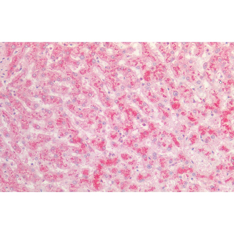 Immunohistochemistry - Anti-Fibrinogen alpha Chain Antibody (A82986) - Antibodies.com