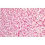Immunohistochemistry - Anti-Fibrinogen alpha Chain Antibody (A82986) - Antibodies.com