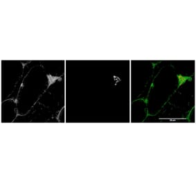 Immunofluorescence - Anti-MYO5A Antibody (A82988) - Antibodies.com