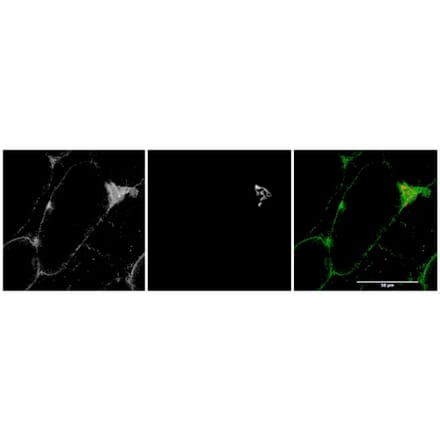 Immunofluorescence - Anti-MYO5A Antibody (A82988) - Antibodies.com